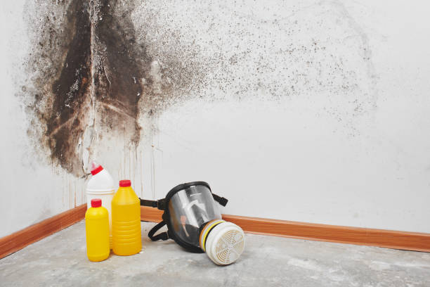 Best White Mold Remediation in French Island, WI