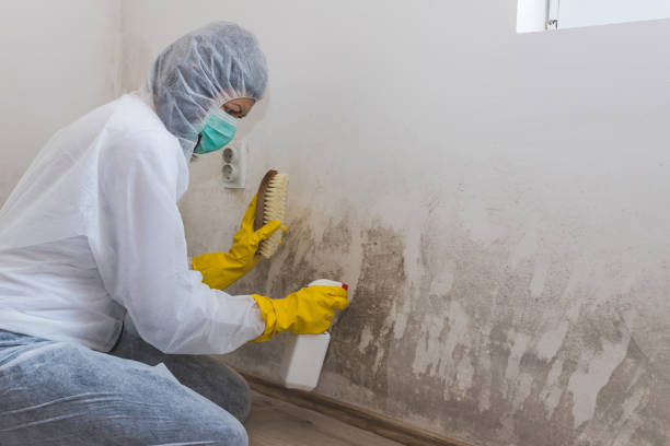French Island, WI Mold Remediation Company