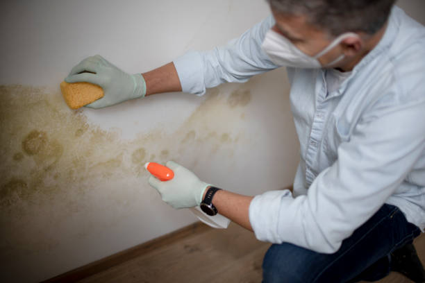 Best Residential Mold Remediation in French Island, WI