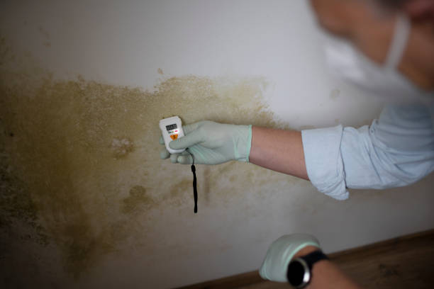 Best Mold Remediation for Specific Building Types in French Island, WI