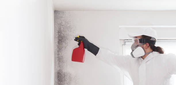Best HVAC Mold Remediation in French Island, WI
