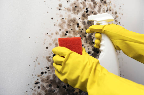Best Mold Remediation for Schools in French Island, WI