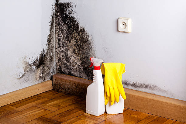 Best Black Mold Remediation in French Island, WI