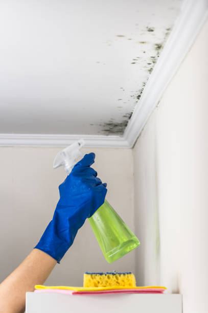 Best Basement Mold Remediation in French Island, WI