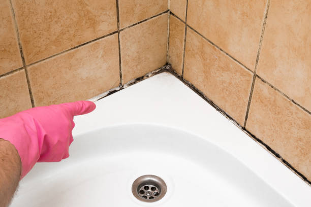 Best Attic Mold Remediation in French Island, WI